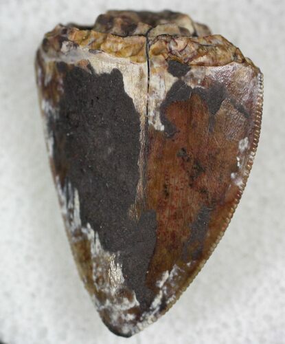 Large Phytosaur (Redondasaurus) Tooth - Arizona #27642